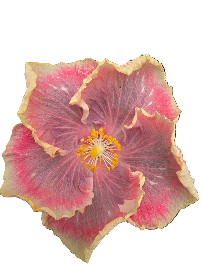 Hybrid Hibiscus – Spiral Cream Yellow, Pink & Lilac (010)