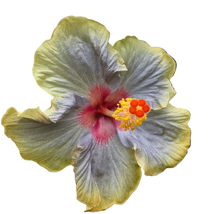 Hybrid Hibiscus – Tricolour Yellow, Grey Lilac & Red (003)