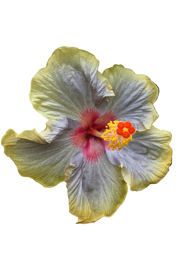 Hybrid Hibiscus – Tricolour Yellow, Grey Lilac & Red (003)