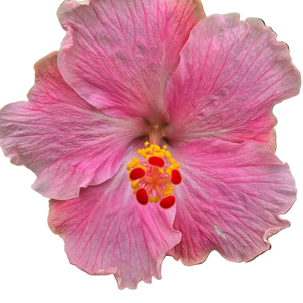 Hybrid Hibiscus – Two-Tone Pink (007)