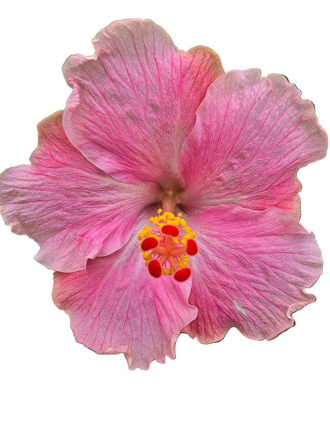 Hybrid Hibiscus – Two-Tone Pink (007)