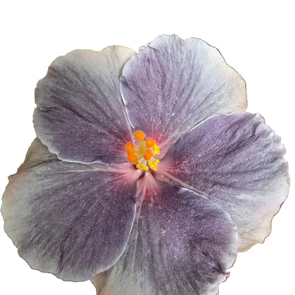 Hybrid Hibiscus – White Lilac Purple with Pink Centre (005)