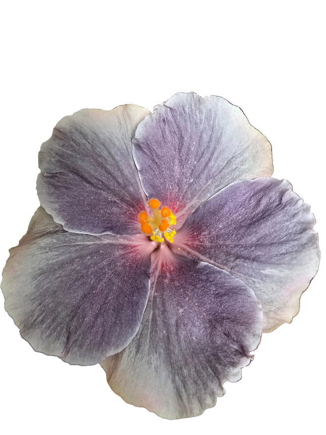 Hybrid Hibiscus – White Lilac Purple with Pink Centre (005)