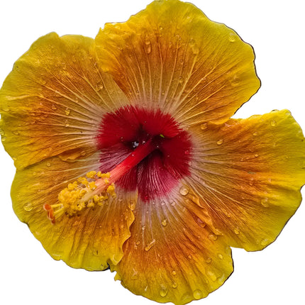 Yellow hibiscus flower with a red center 