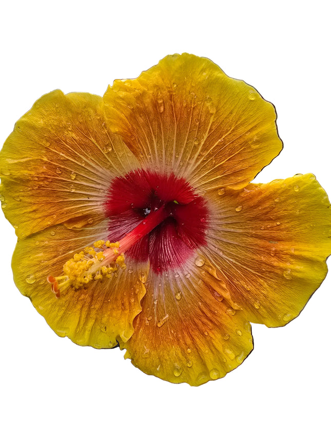 Yellow hibiscus flower with a red center 