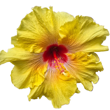 Hybrid Hibiscus – Yellow with Red Centre (001)