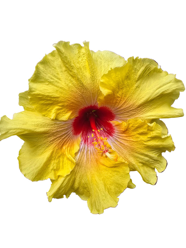 Hybrid Hibiscus – Yellow with Red Centre (001)