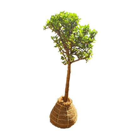Jade Plant Kokedama - Medium Topiary