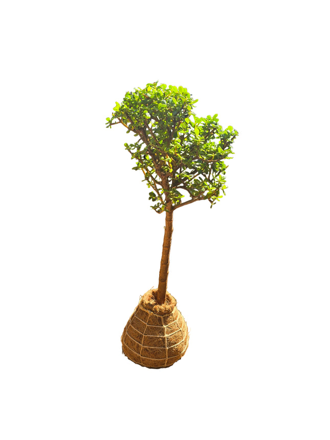 Jade Plant Kokedama - Medium Topiary