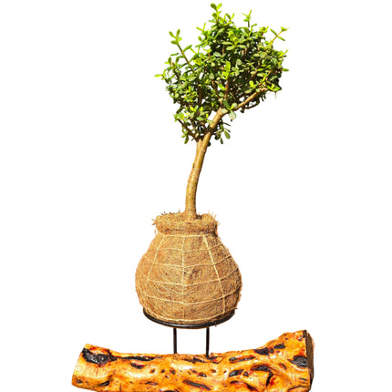 Jade Plant Kokedama grown and made in Kenya by TropicalOrchids254