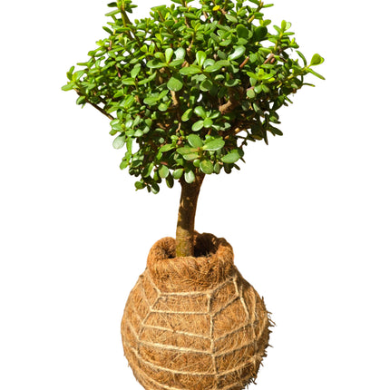 Jade Plant Kokedama Grown and Made in Kenya by TorpicalOrchids254