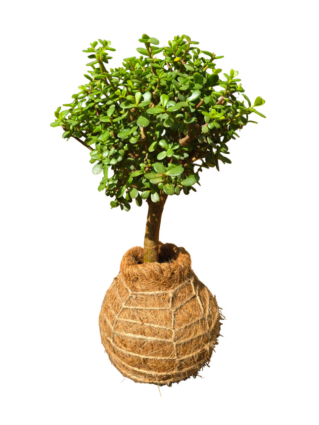 Jade Plant Kokedama Grown and Made in Kenya by TorpicalOrchids254