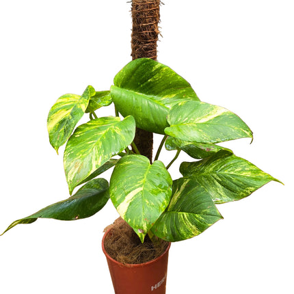 Large Leaf Golden Pothos (Money Plant) with Coco Fibre Stake