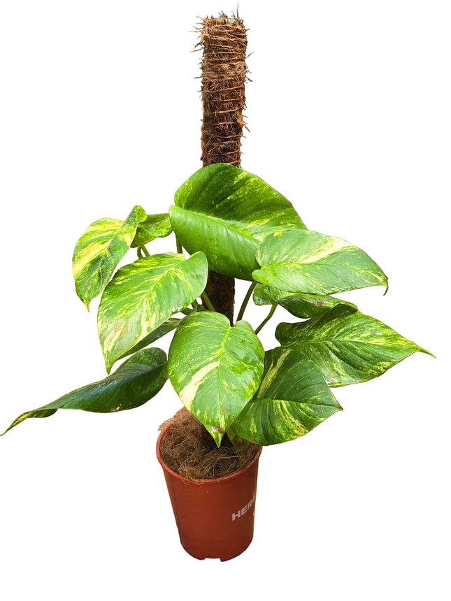 Large Leaf Golden Pothos (Money Plant) with Coco Fibre Stake