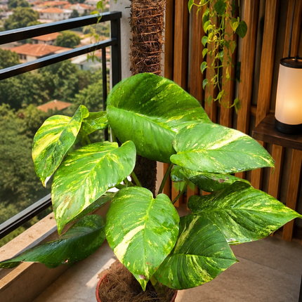 Large Leaf Golden Pothos (Money Plant) with Coco Fibre Stake