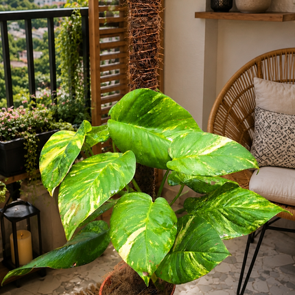 Large Leaf Golden Pothos (Money Plant) with Coco Fibre Stake