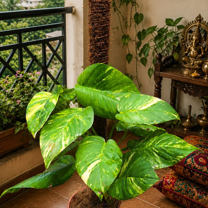Large Leaf Golden Pothos (Money Plant) with Coco Fibre Stake