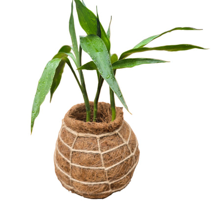 Lucky Bamboo - 3 Stalks in Kokedama