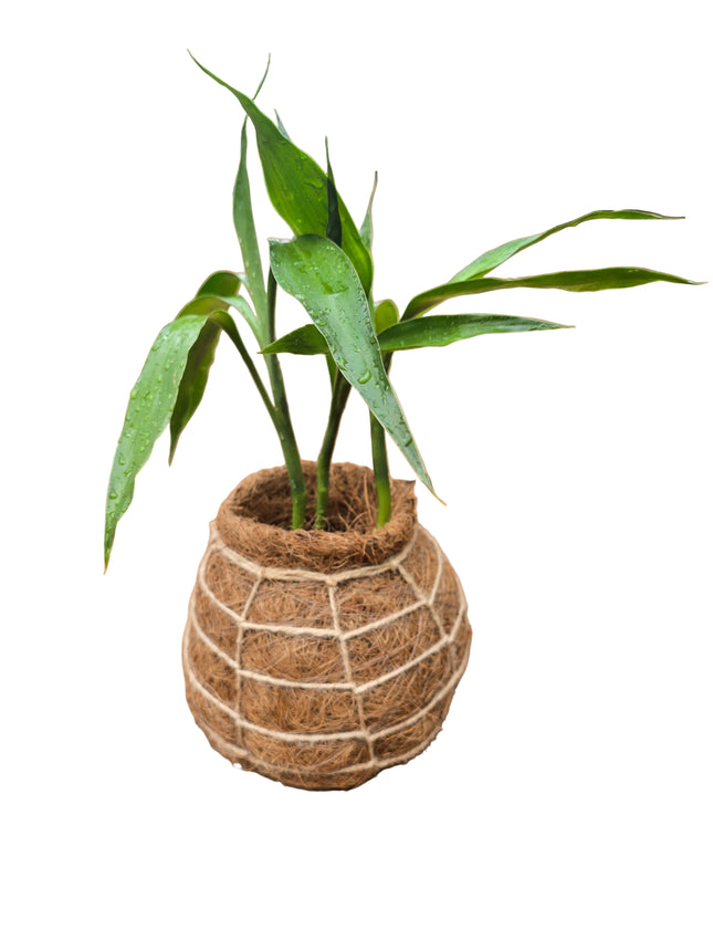 Lucky Bamboo - 3 Stalks in Kokedama