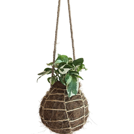 Made and Grown in Kenya by TropicalOrchids254