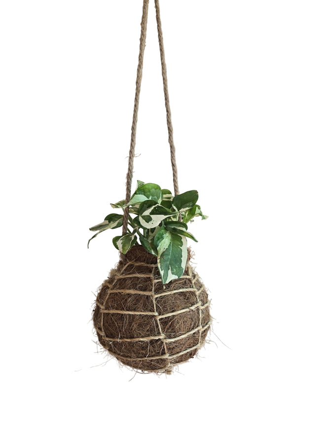 Made and Grown in Kenya by TropicalOrchids254