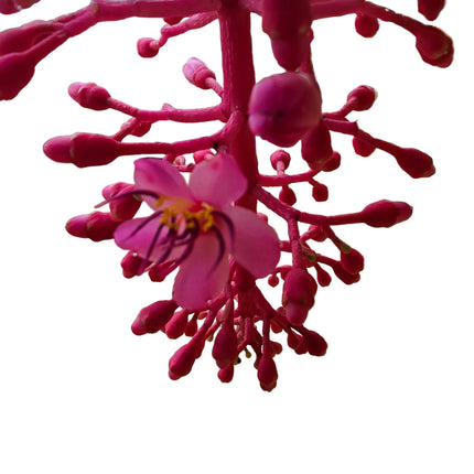 Medinilla Magnifica Kokedama