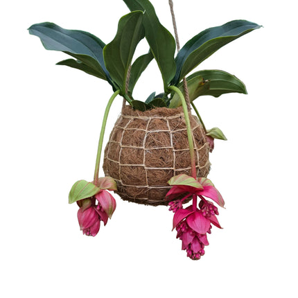 Medinilla Magnifica Kokedama