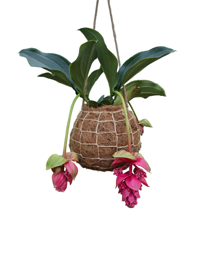 Medinilla Magnifica Kokedama