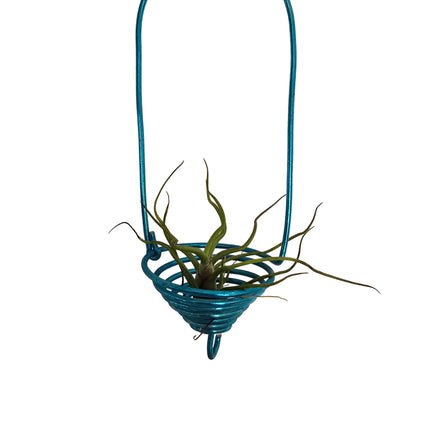 Air plant on a blue metal stand 