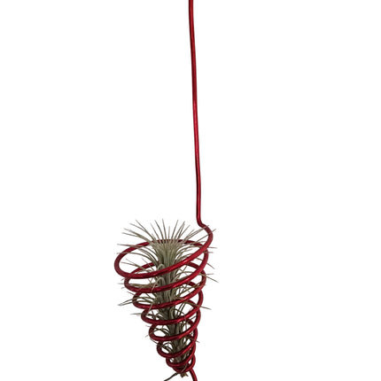 Air plant wrapped in red metal wire