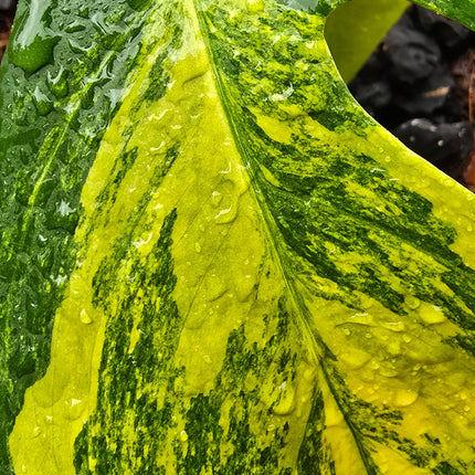 Monstera Aurea
