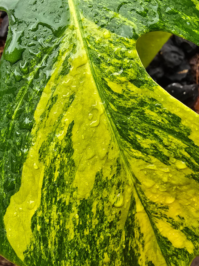 Monstera Aurea