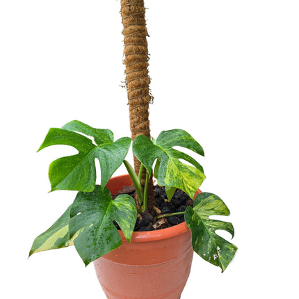 Monstera Aurea