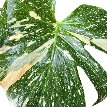 Monstera Thai Constellation