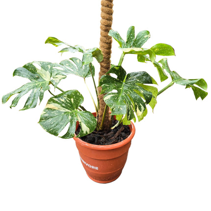 Monstera Thai Constellation