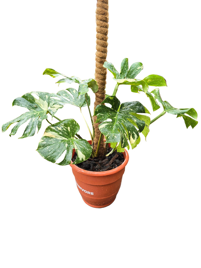 Monstera Thai Constellation