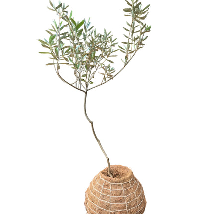 Olive Tree (European) - Large Kokedama