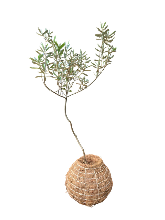 Olive Tree (European) - Large Kokedama