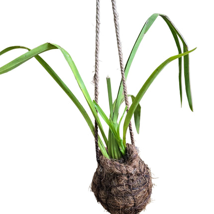 Oncidium Orchid Kokedama grown and made in Kenya by TropicalOrchids254