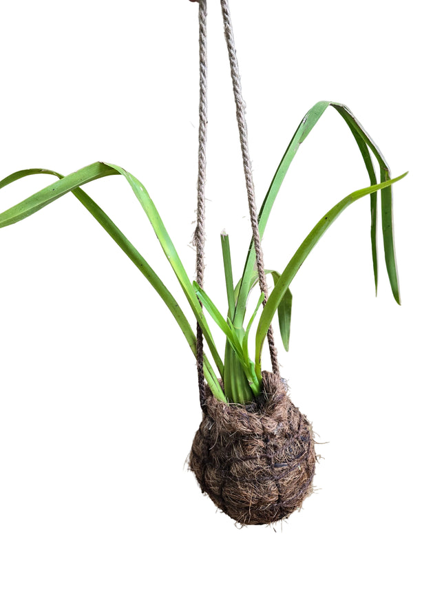 Oncidium Orchid Kokedama grown and made in Kenya by TropicalOrchids254