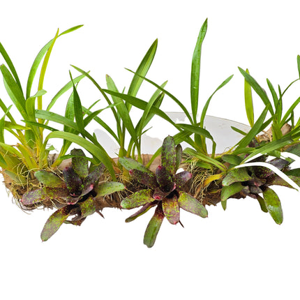 Oncidium Orchids & Bromeliad Mounted on Driftwood