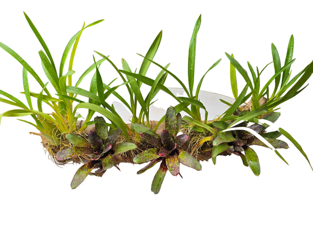 Oncidium Orchids & Bromeliad Mounted on Driftwood