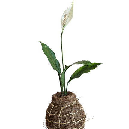 Peace Lily Kokedama