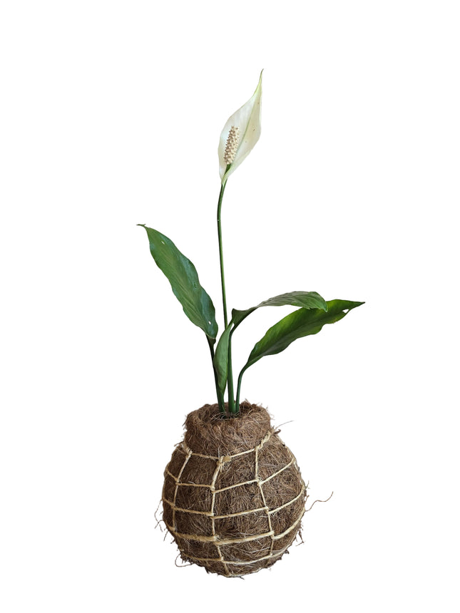 Peace Lily Kokedama