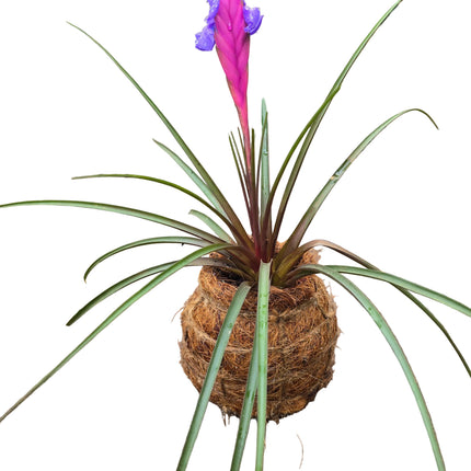 Made and Grown by Kenya's Air Plant Experts - TropicalOrchids254
