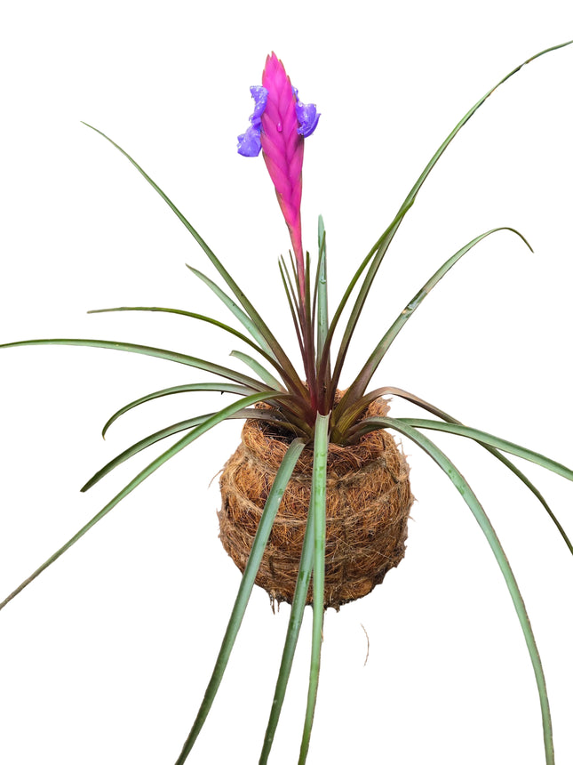 Made and Grown by Kenya's Air Plant Experts - TropicalOrchids254