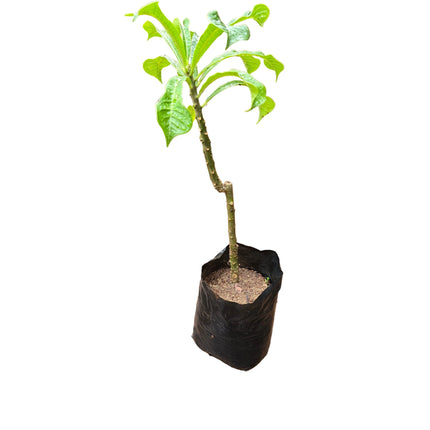Plumeria Pudica
