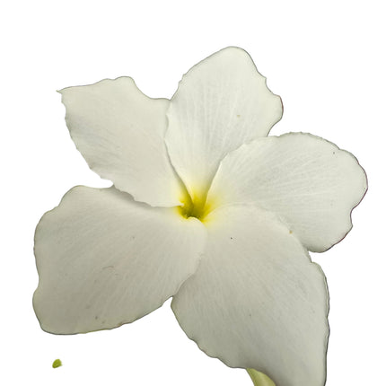 Plumeria Pudica