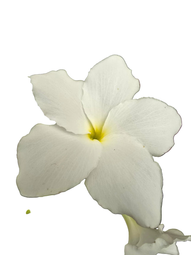 Plumeria Pudica