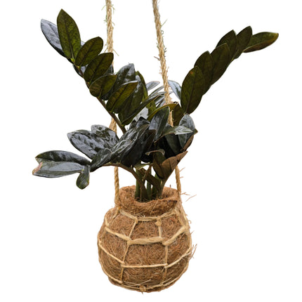 Grown in Kenya by TropicalOrchids254